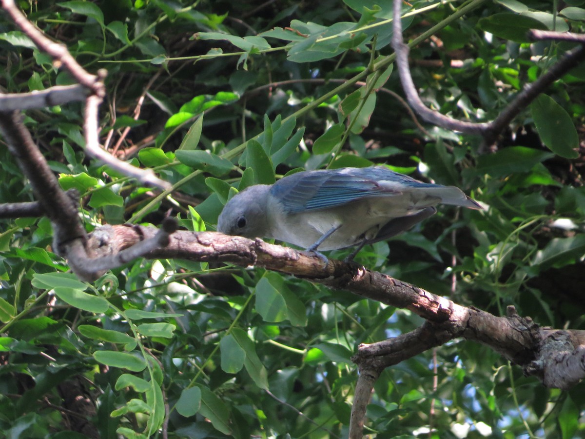 Sayaca Tanager - ML646476622