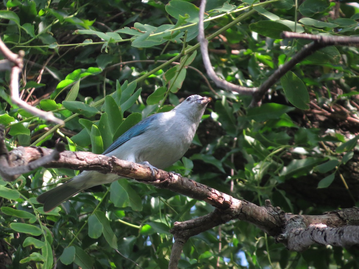 Sayaca Tanager - ML646476624
