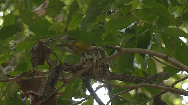 lejsčík žlutý - ML646476630