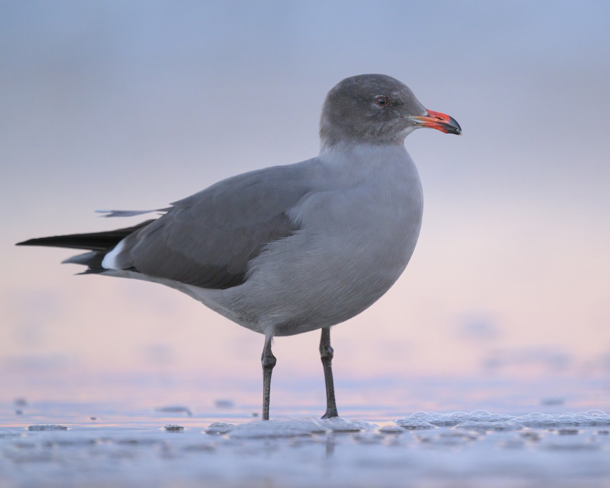 Heermann's Gull - ML646476631