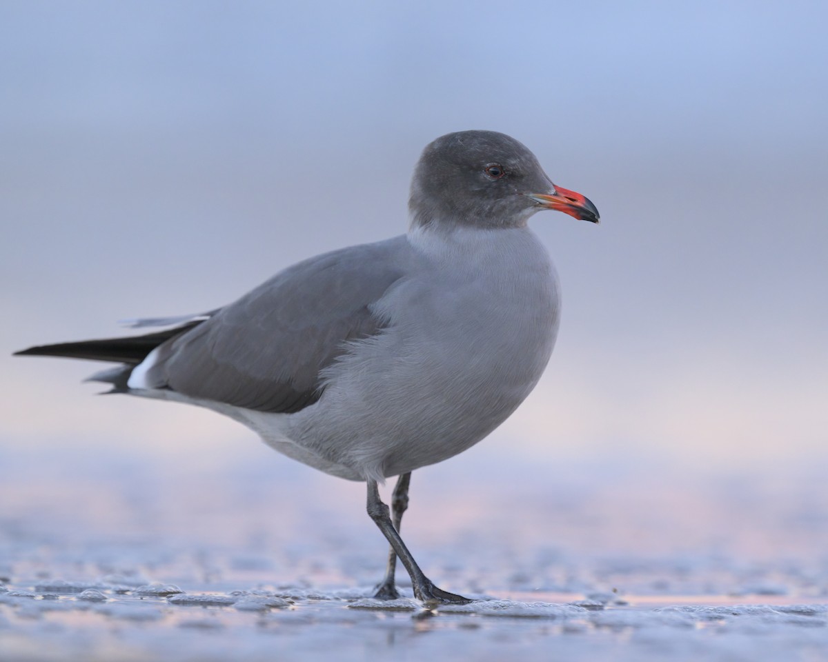 Heermann's Gull - ML646476633