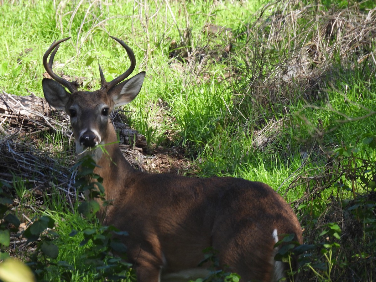 動物界 - ML646476634