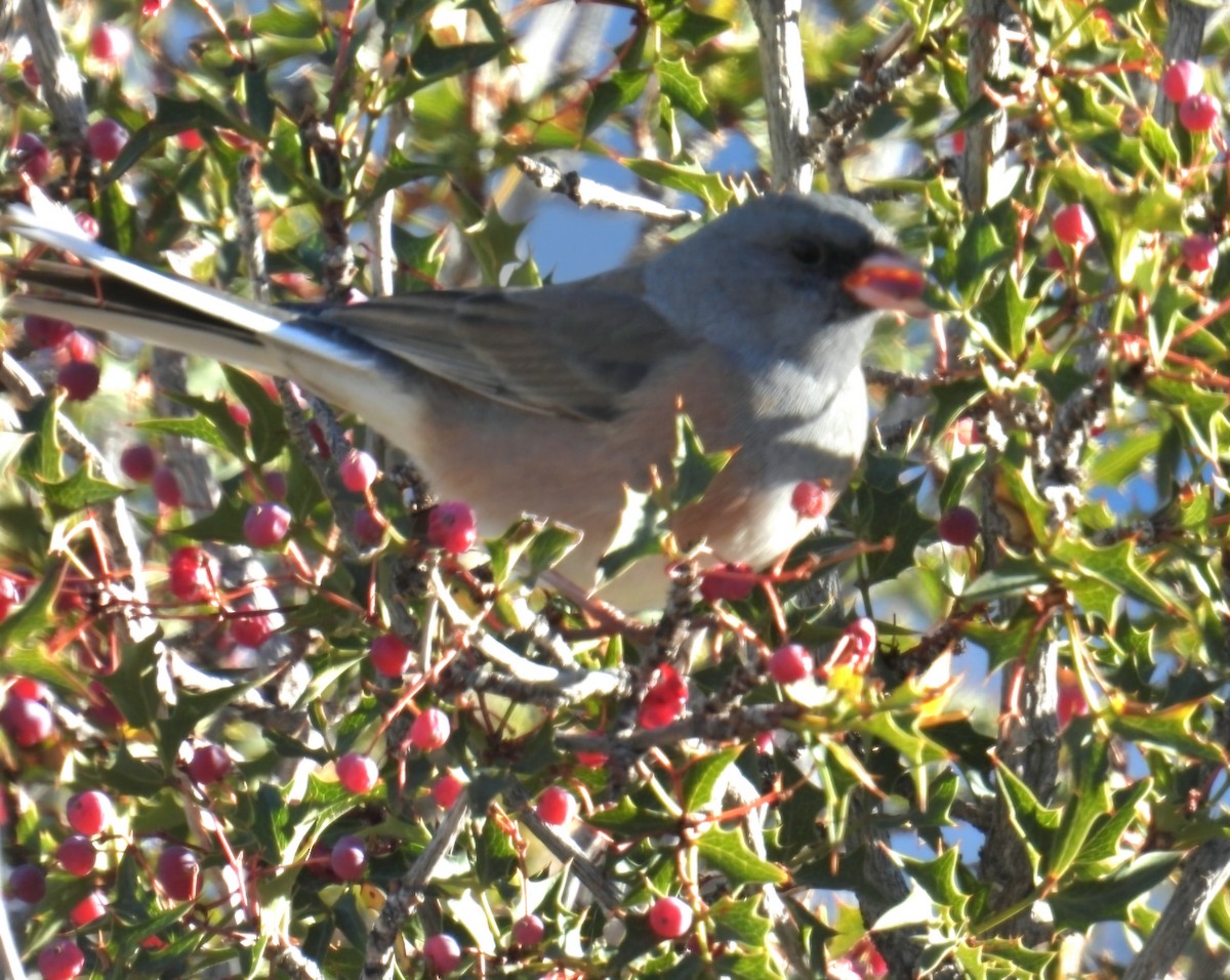 Dark-eyed Junco - ML646476636