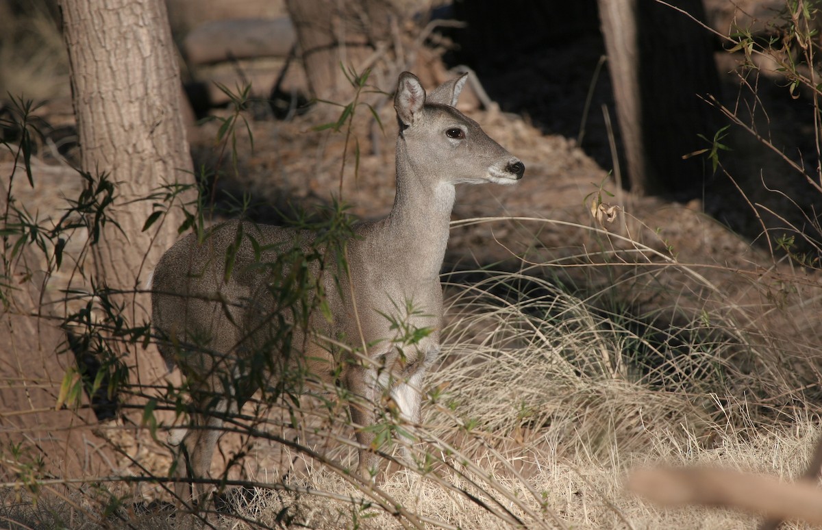 White-tailed Deer - ML646476637