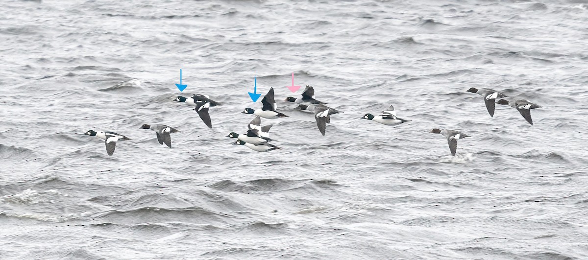 Barrow's Goldeneye - ML646476638