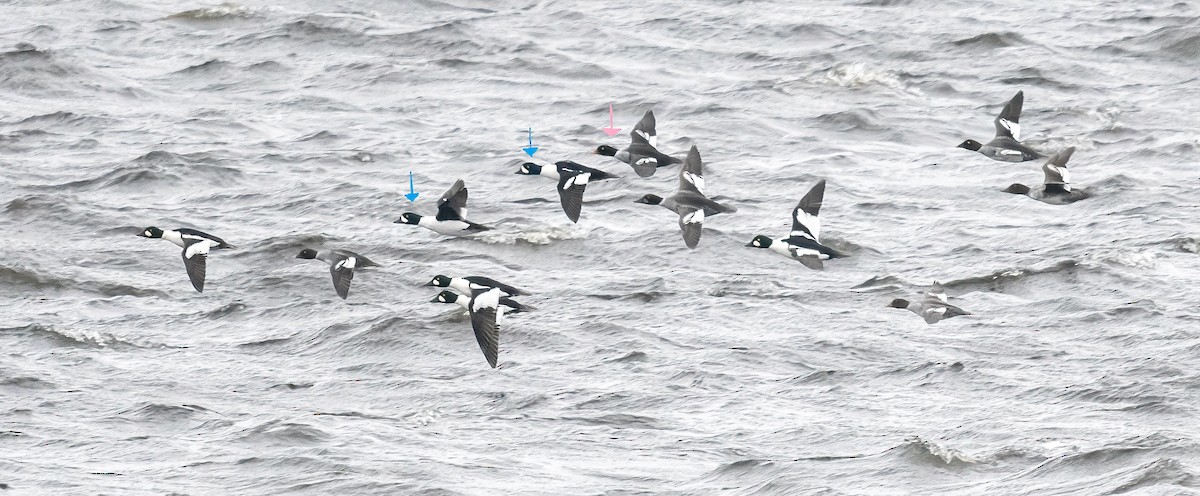 Barrow's Goldeneye - ML646476639