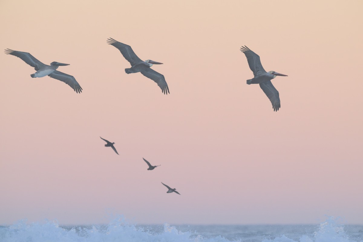 שקנאי חום - ML646476642