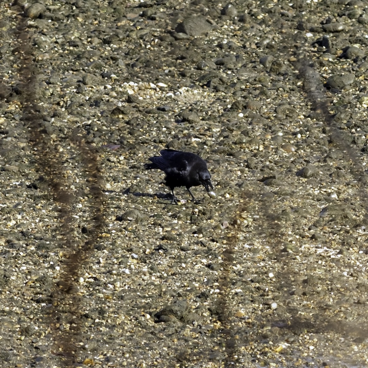 American Crow - ML646476643