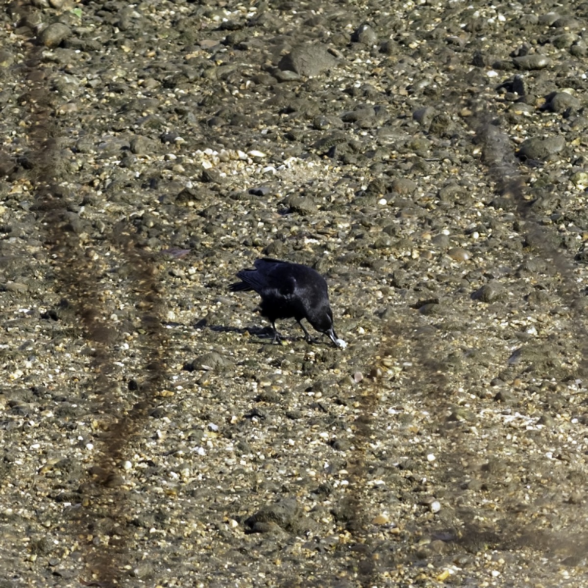 vrána americká - ML646476649