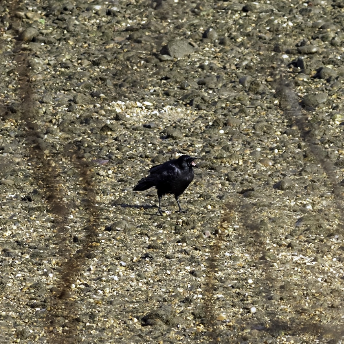 vrána americká - ML646476650