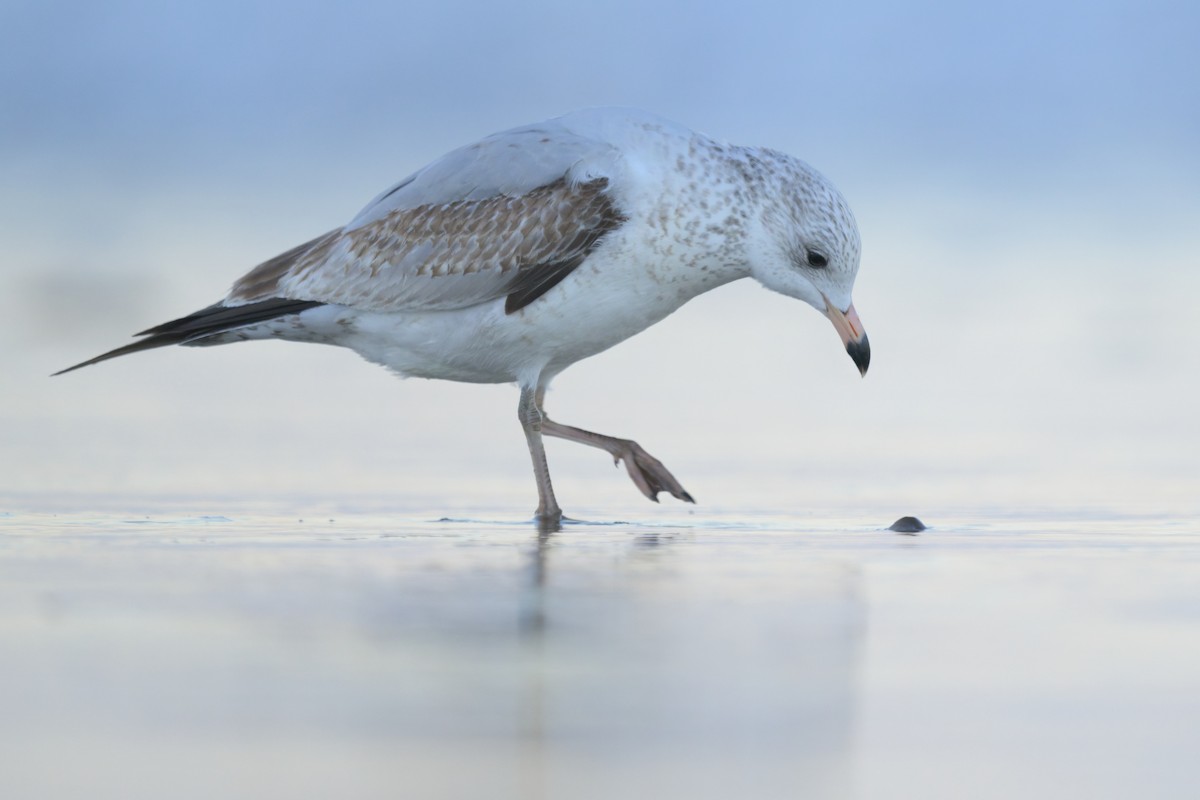 שחף עקוד-מקור - ML646476653