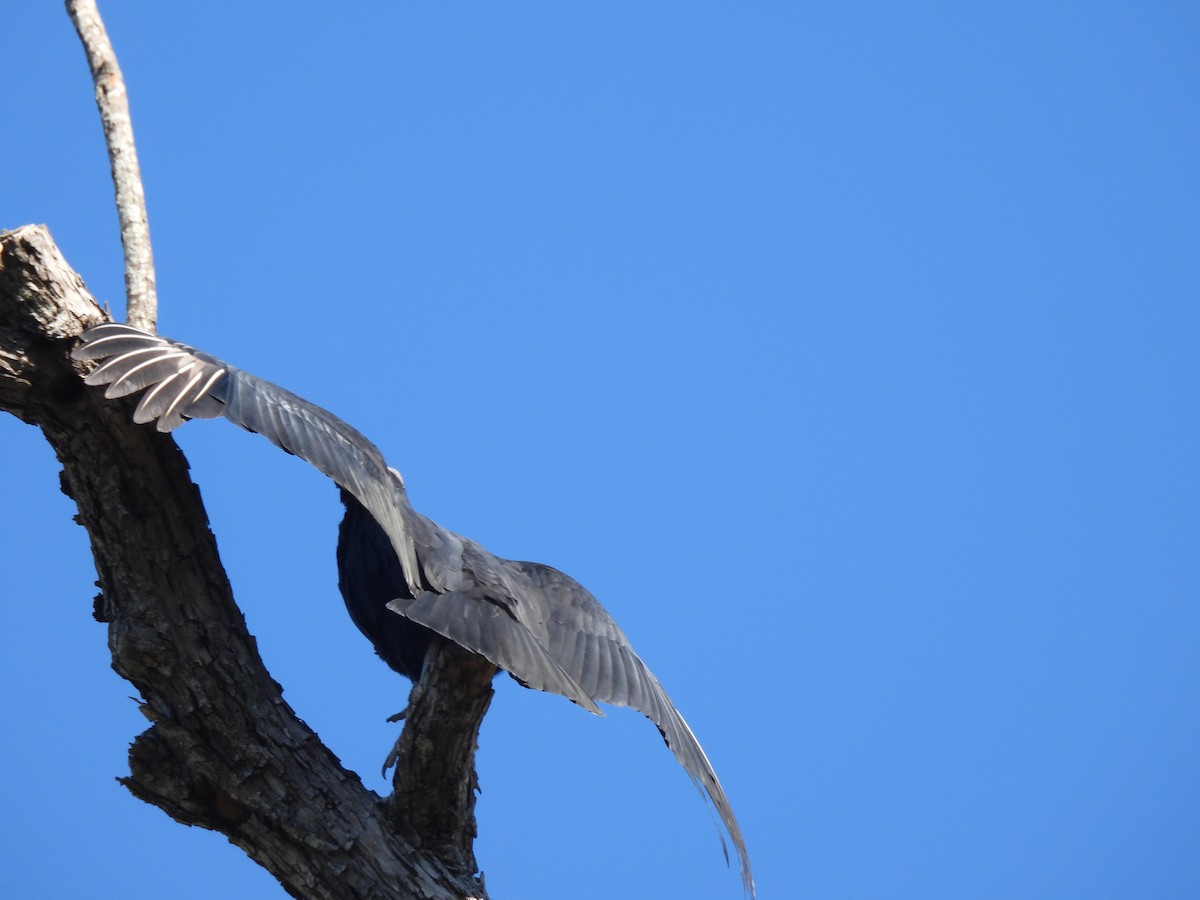 Black Vulture - ML646476654