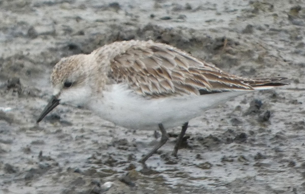 Bécasseau à col roux - ML646476655