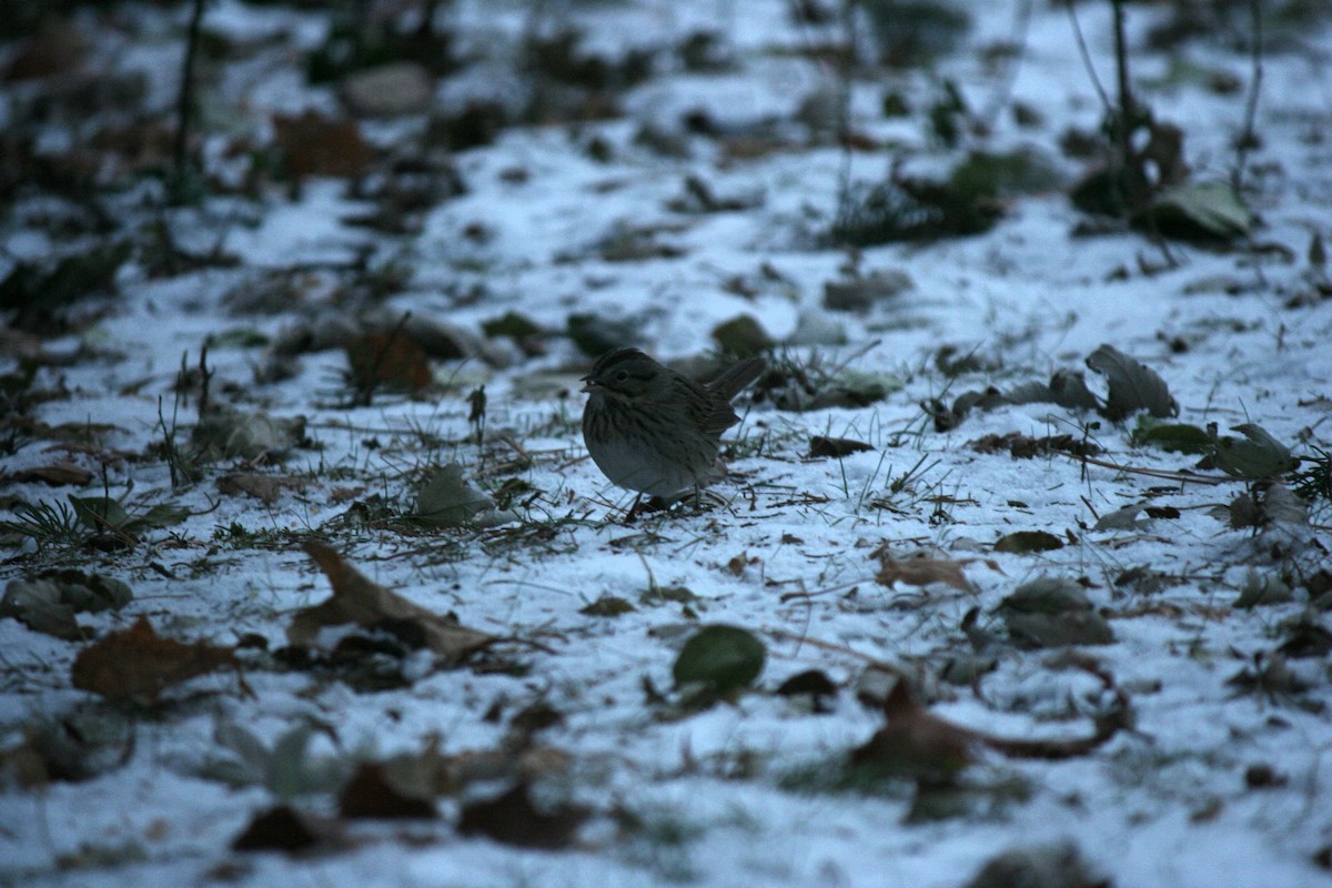 Lincoln's Sparrow - ML646476656