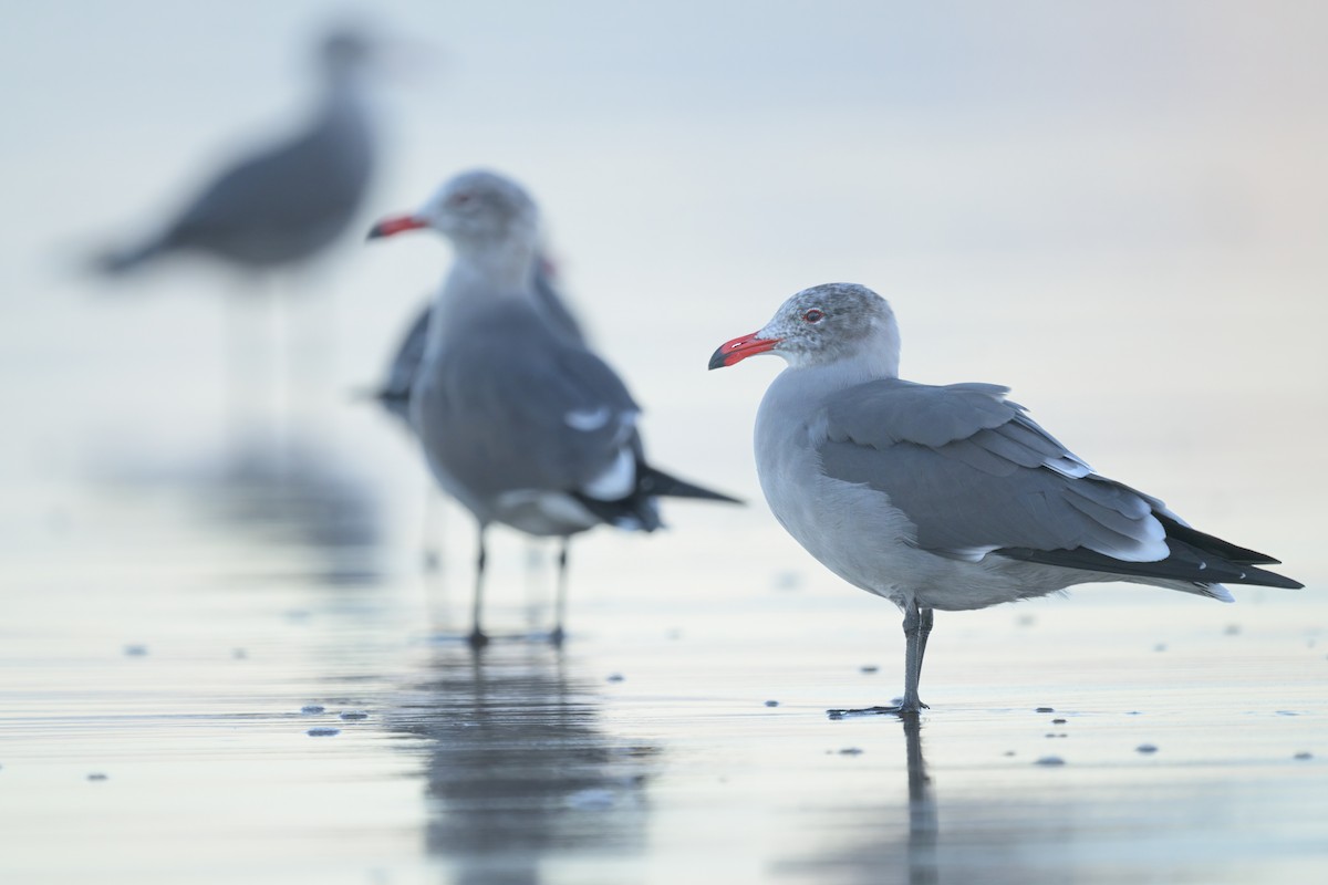Heermann's Gull - ML646476657