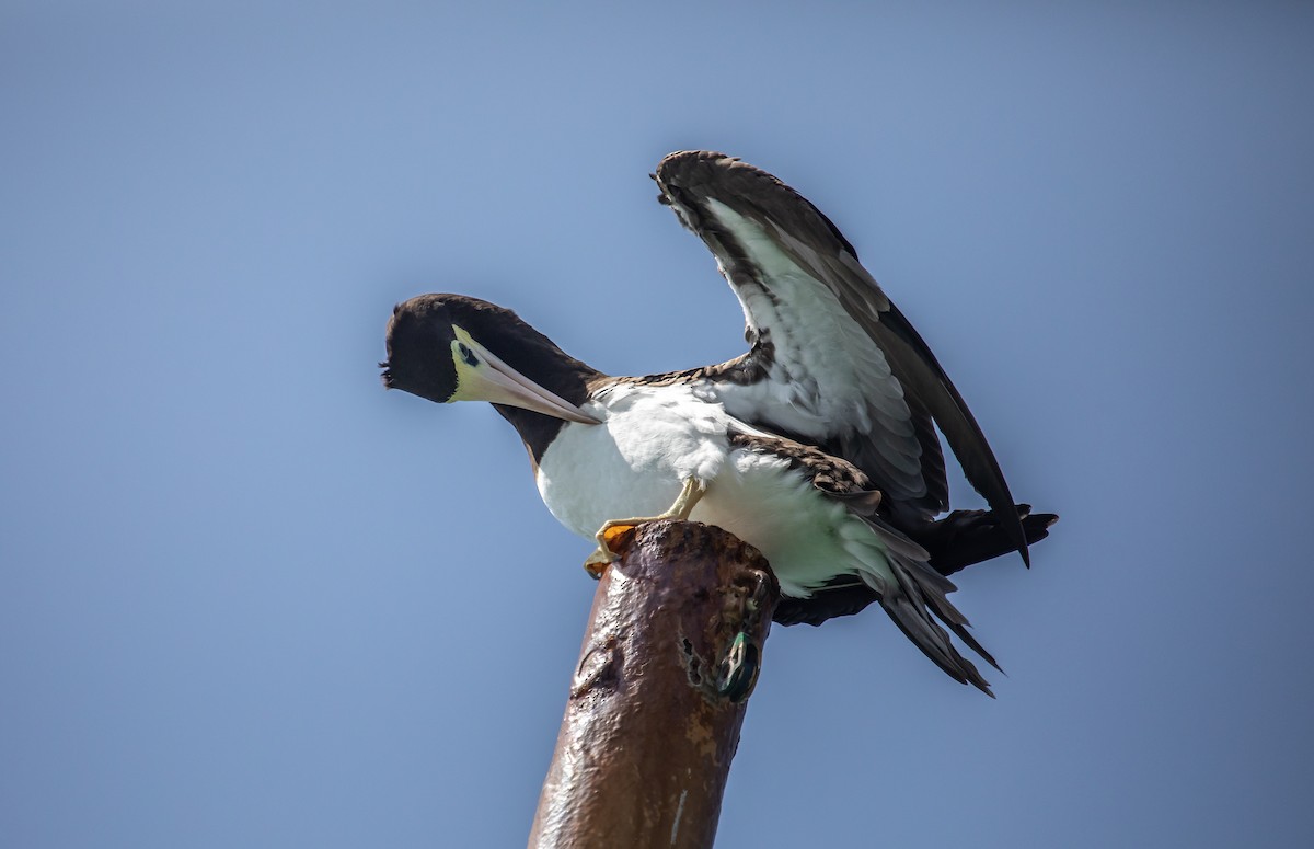 Brown Booby - ML646476659