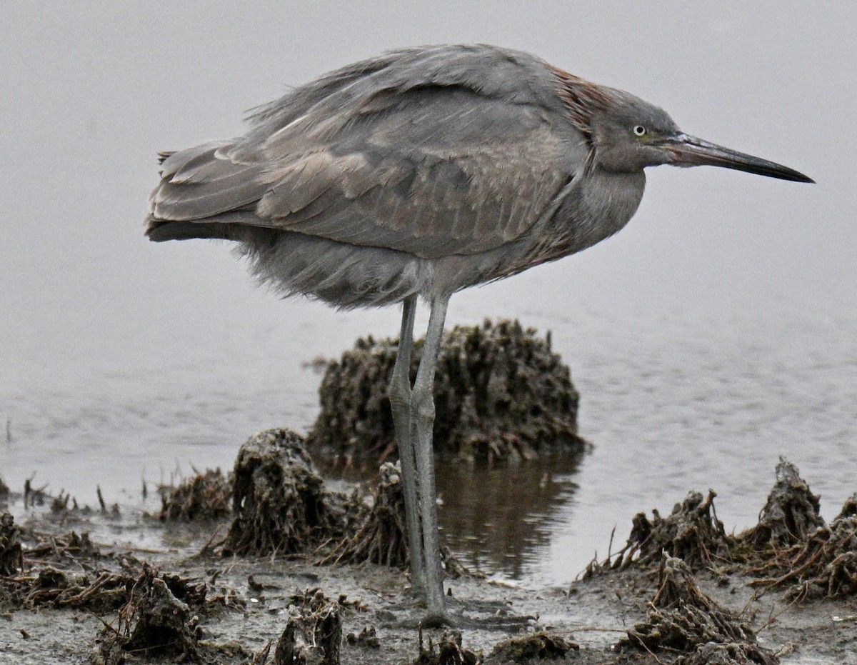 アカクロサギ - ML646476662