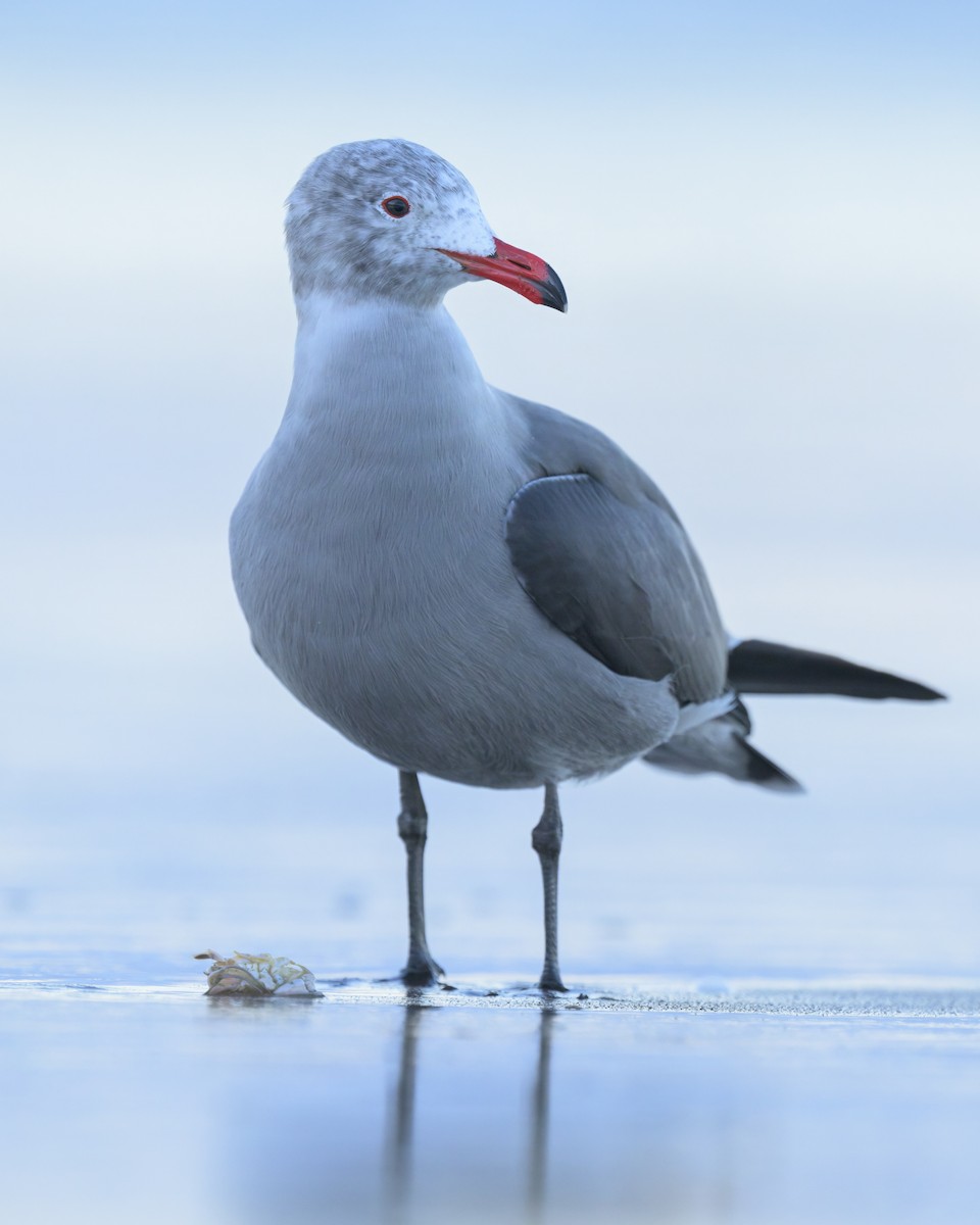 Heermann's Gull - ML646476664