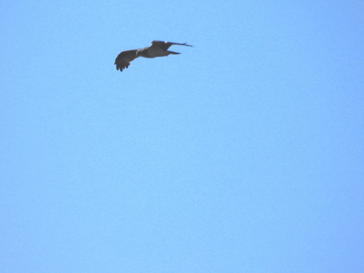 魚鷹 - ML646476673