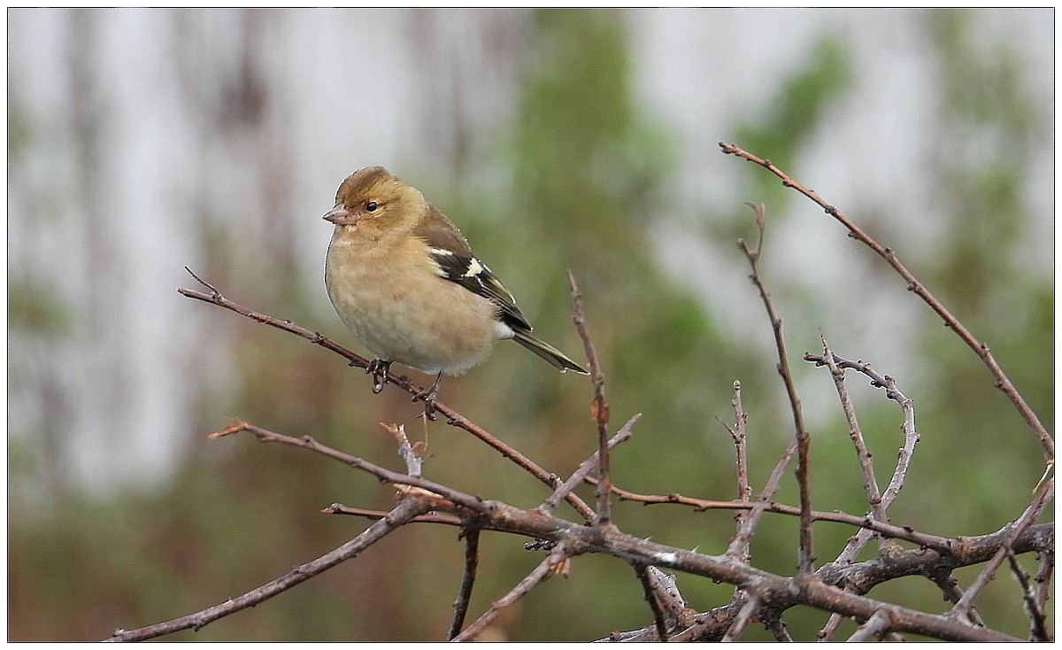 Зяблик звичайний - ML646476678