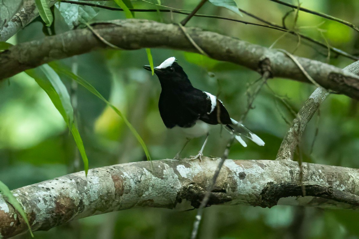 White-crowned Forktail (Malaysian) - ML646476685
