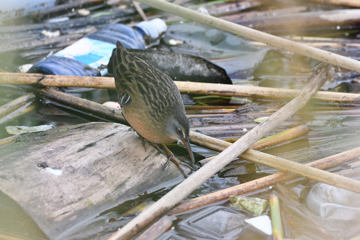 Rascón de Virginia - ML646476687