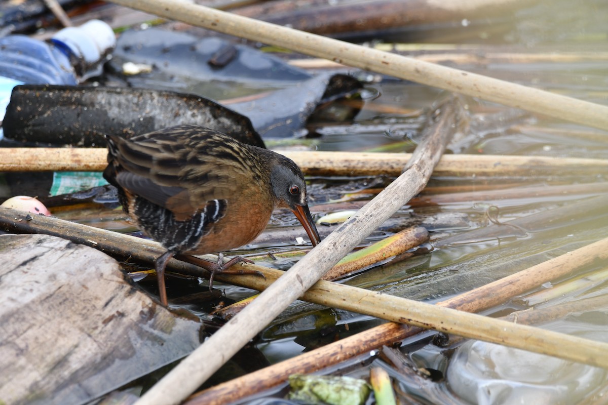 Rascón de Virginia - ML646476688