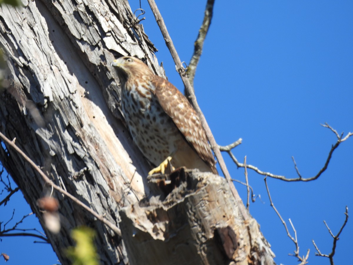 Red-shouldered Hawk - ML646476689