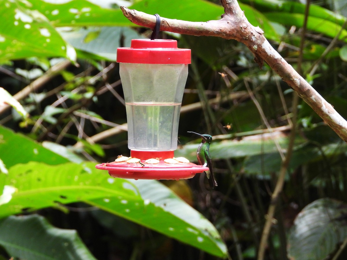 Красногорлый бриллиант - ML646476690