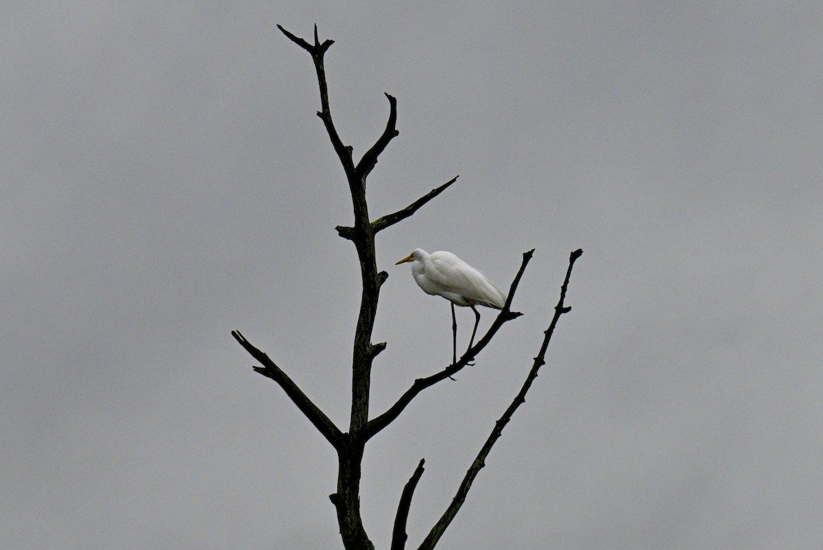 ダイサギ - ML646476693