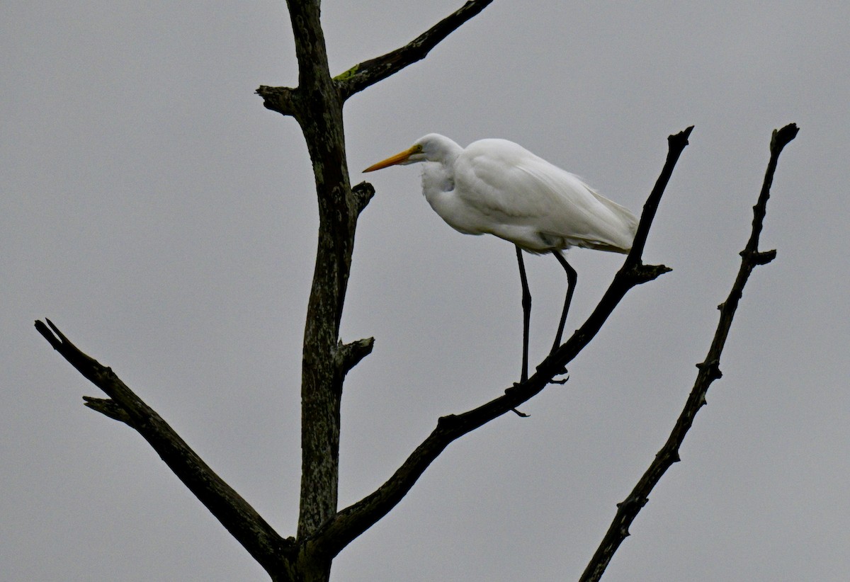 ダイサギ - ML646476694