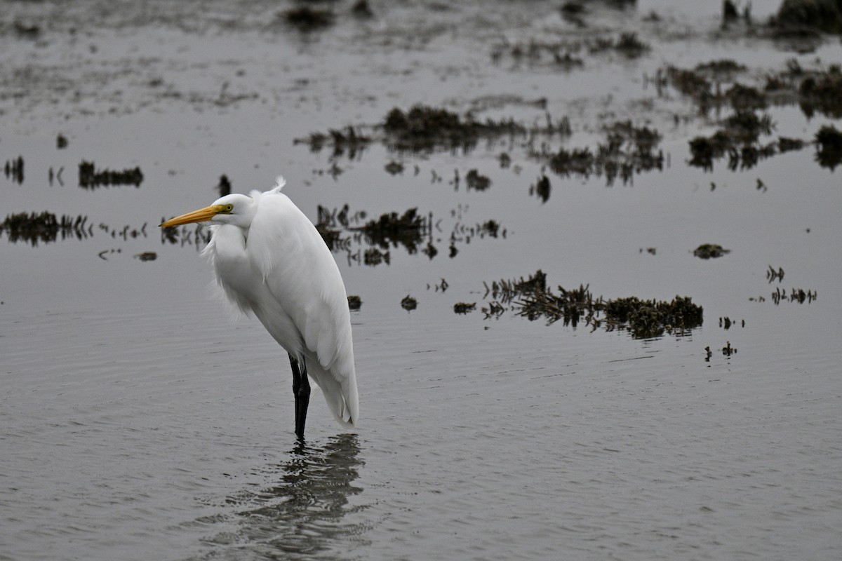 ダイサギ - ML646476697