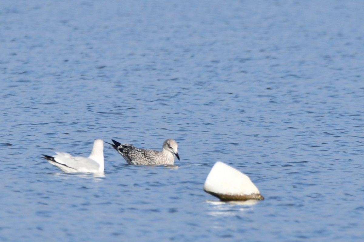 Möwe, unbestimmt - ML646476701