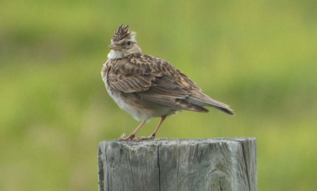 Alouette des champs (groupe arvensis) - ML646476702