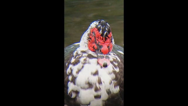 pižmovka americká (domestikovaná) - ML646476705