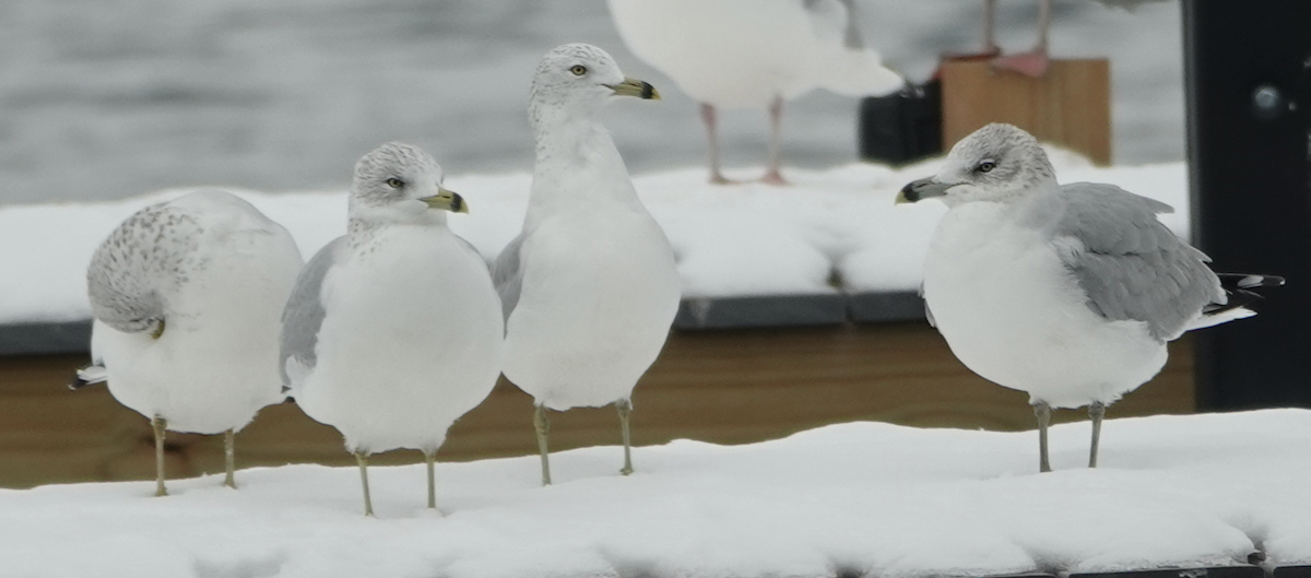 Ring-billed Gull - ML646476711