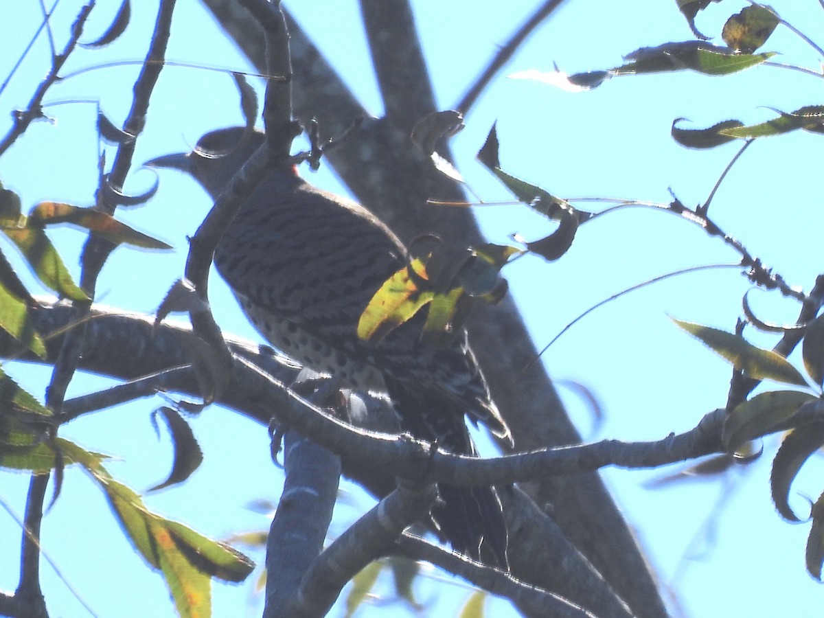 Northern Flicker - ML646476717