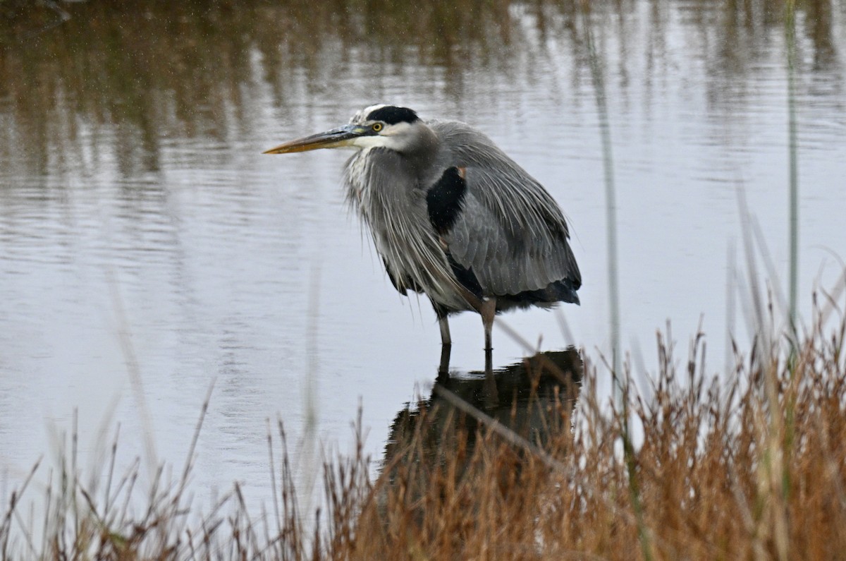 オオアオサギ - ML646476718