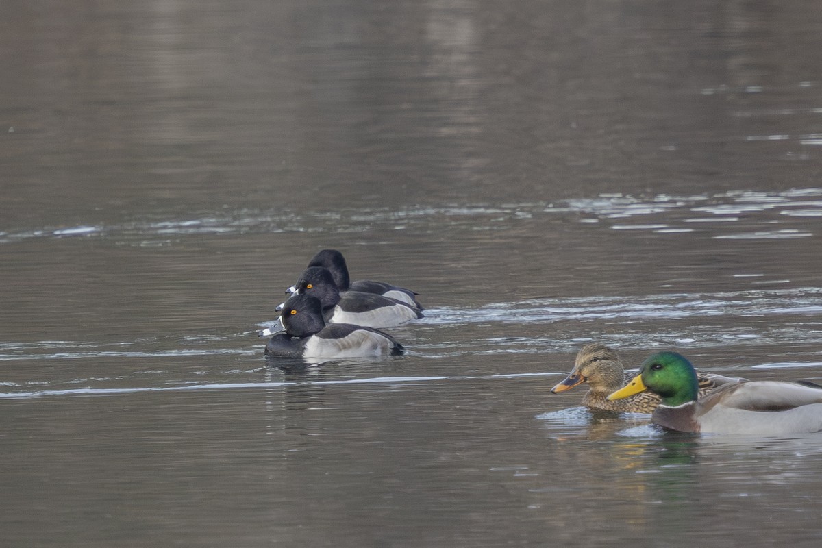 Ring-necked Duck - ML646476719
