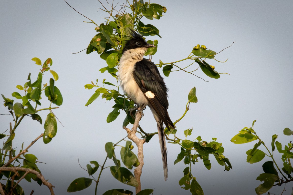 Pied Cuckoo - ML646476723