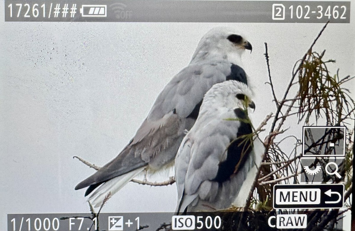 Шуліка білохвостий - ML646476728