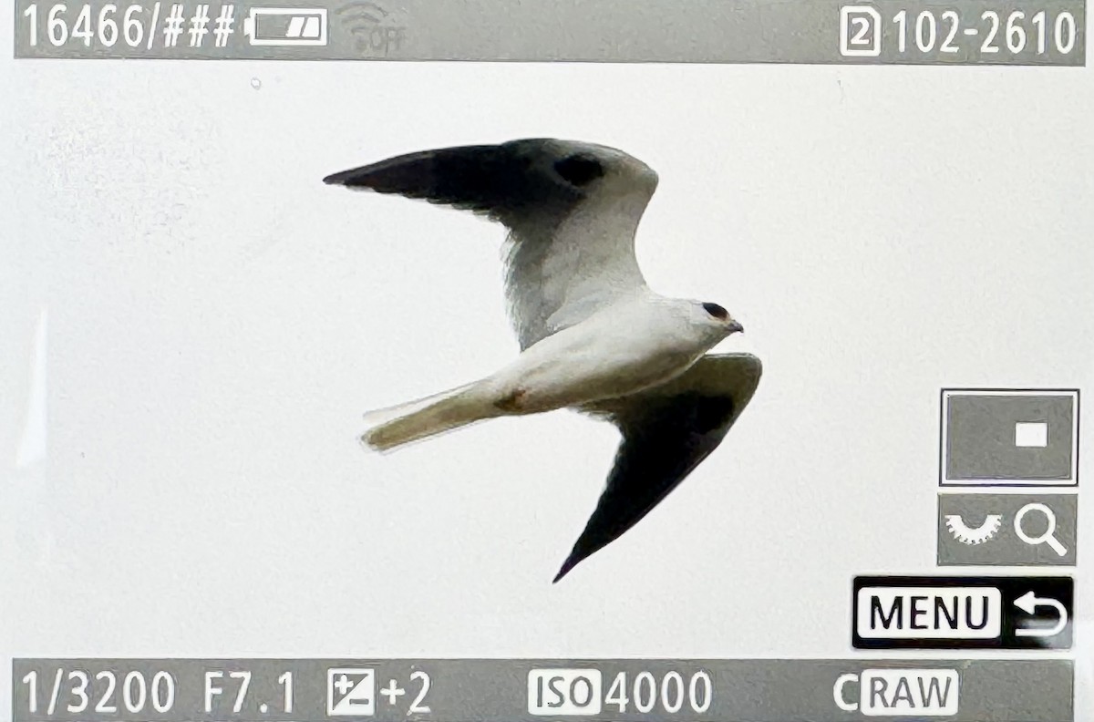 Шуліка білохвостий - ML646476729