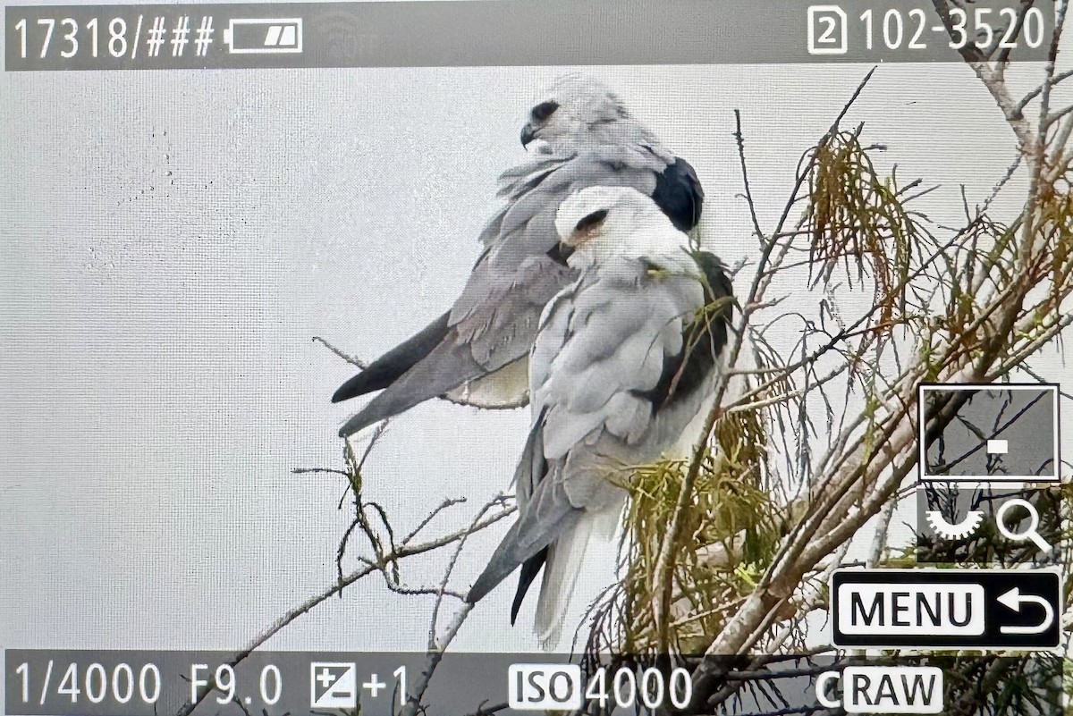 Шуліка білохвостий - ML646476730