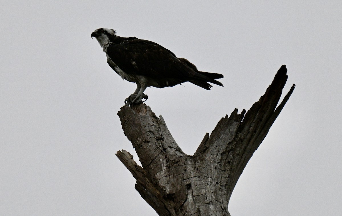 ミサゴ - ML646476732