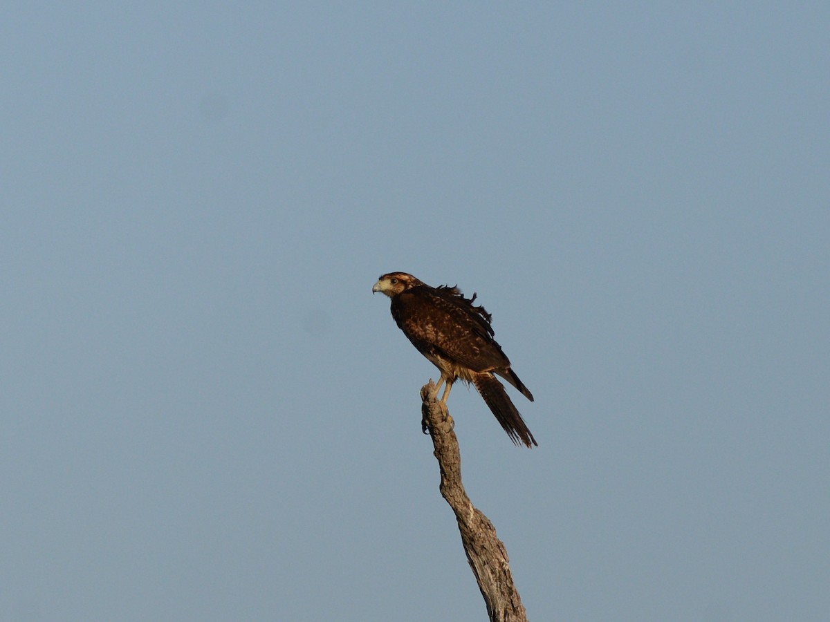 Rufous Crab Hawk - ML646476733