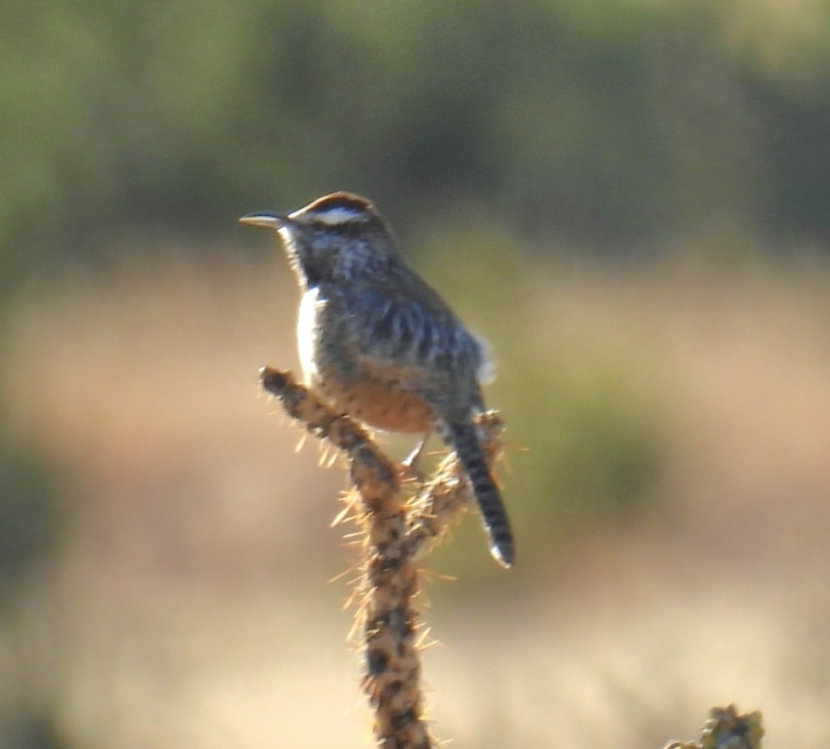 Cactus Wren - ML646476736