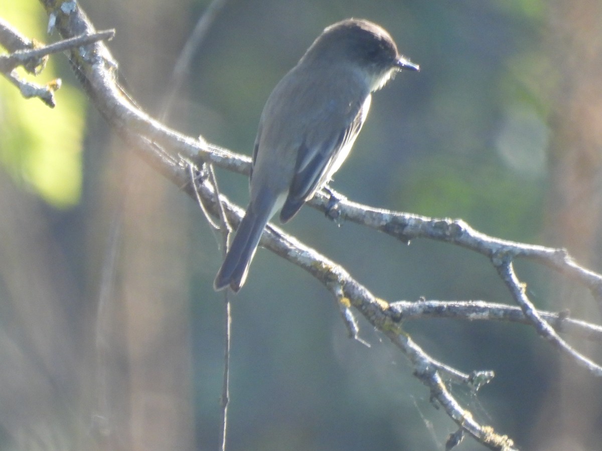 Eastern Phoebe - ML646476740
