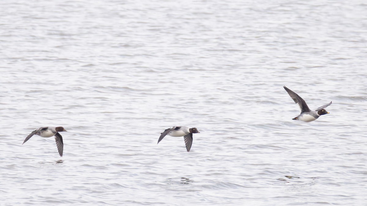 Common Goldeneye - ML646476743