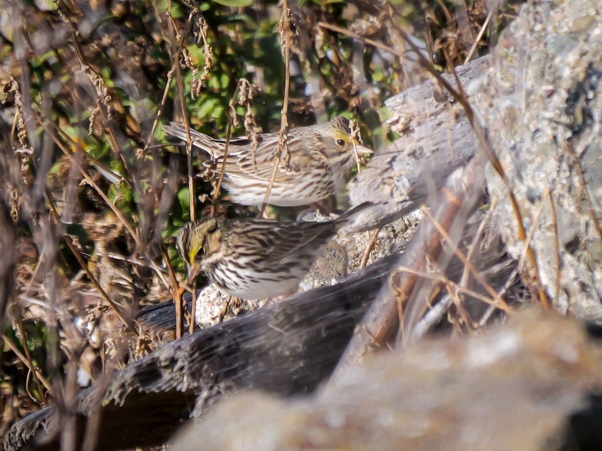 Savannah Sparrow - ML646476749