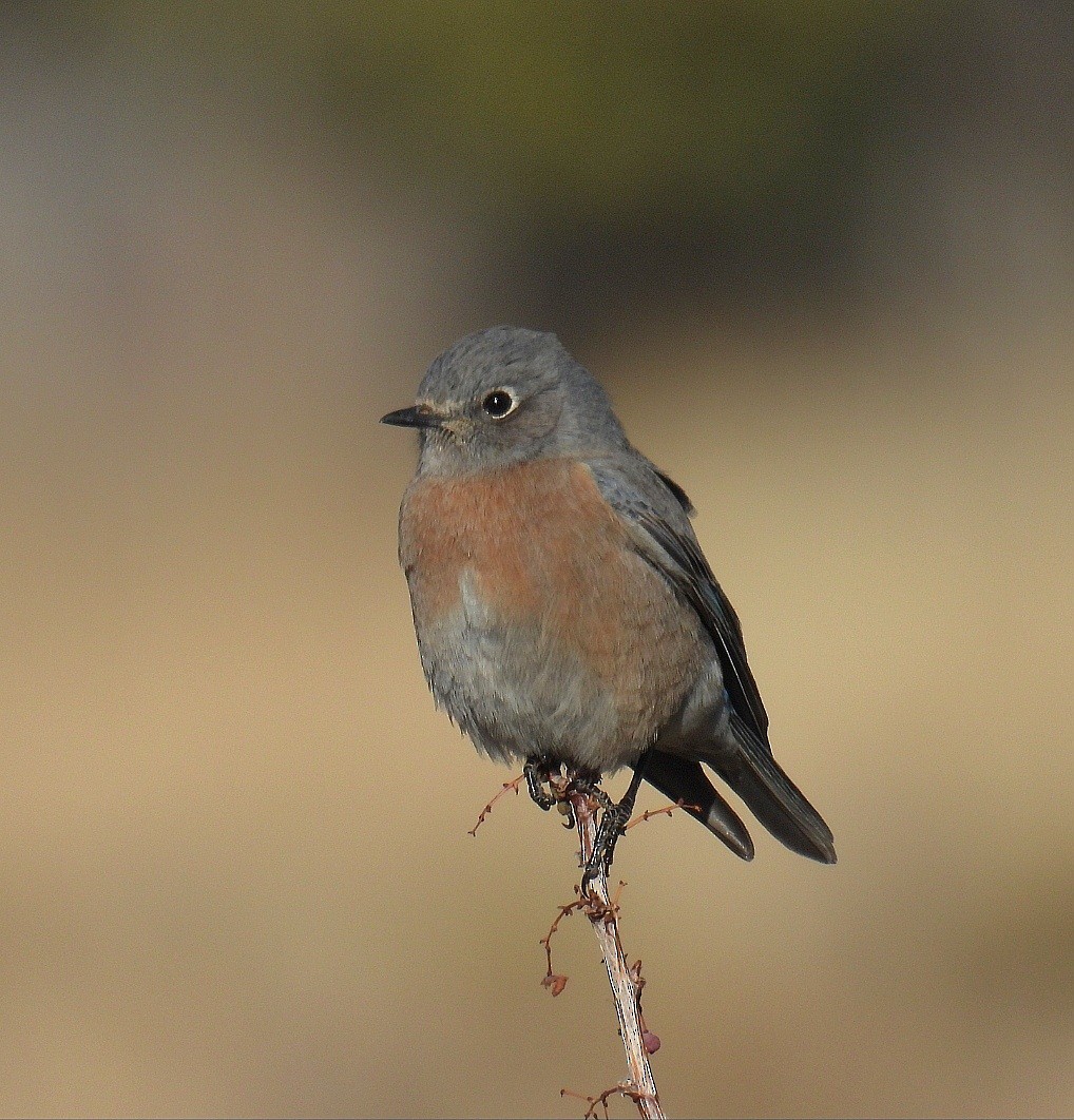 Western Bluebird - ML646476751
